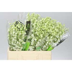 Delph En Donna White