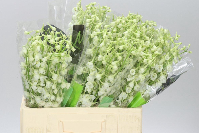 <h4>Delph En Donna White</h4>