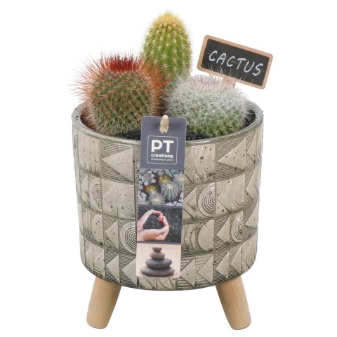 <h4>PTCT4635 Arrangementen Cactus</h4>