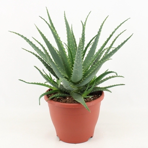 Aloe Arborescens P23