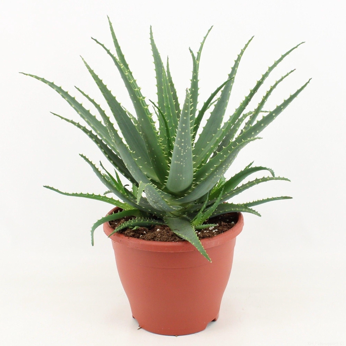 <h4>Aloe Arborescens</h4>