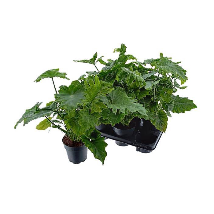 <h4>Philodendron Hope 14Ø 35cm</h4>