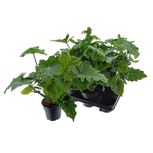 Philodendron Hope 14Ø 35cm