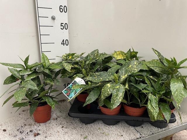 <h4>AUCUBA J VARIEGATA</h4>