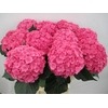Hydrangea royal anastasia