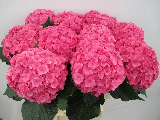 Hydrangea royal anastasia