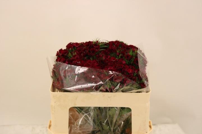 <h4>DI BARB BARON BRE</h4>