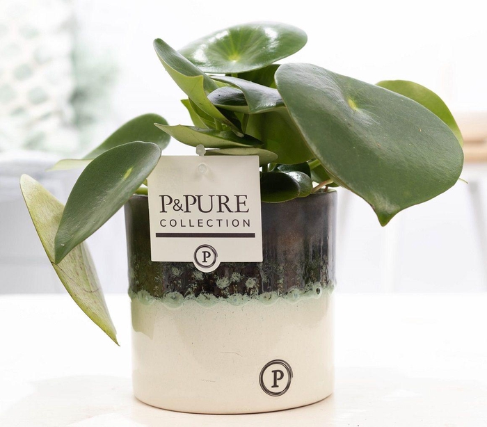 <h4>Peperomia Rain. in P&PURE Illusion cer. perfectly imperfectable</h4>