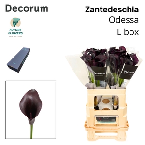Zant Odessa Large Box 55 Cm