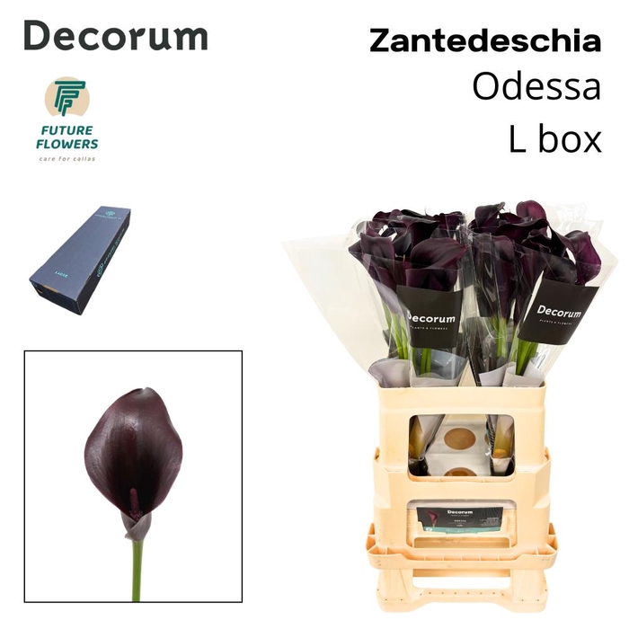 <h4>Zant Odessa Large Box 55 Cm</h4>