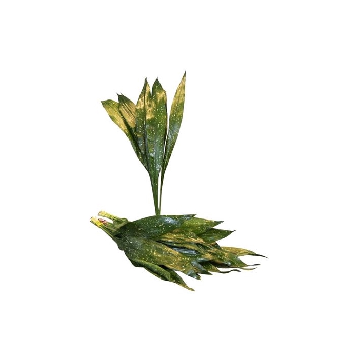 <h4>ASPIDISTRA MILKY WAY</h4>