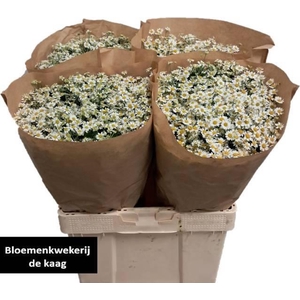 TANA PA SINGLE VEGMO