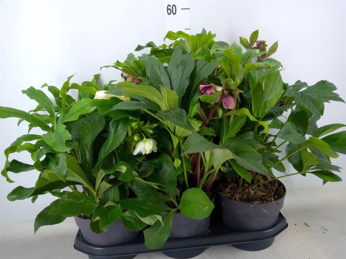 <h4>Helleborus ori.</h4>