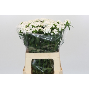 Dianthus Br Sweet Will White