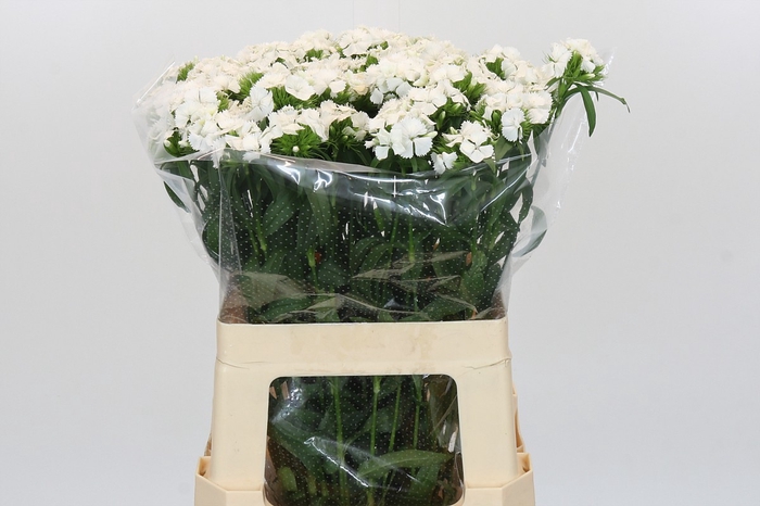 <h4>Dianthus Br Sweet Will White</h4>