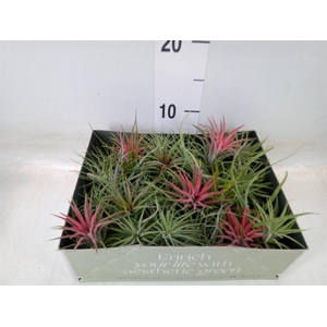 Tillandsia