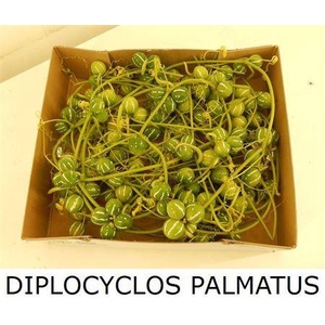 Sier Diplocyclos Palmatus