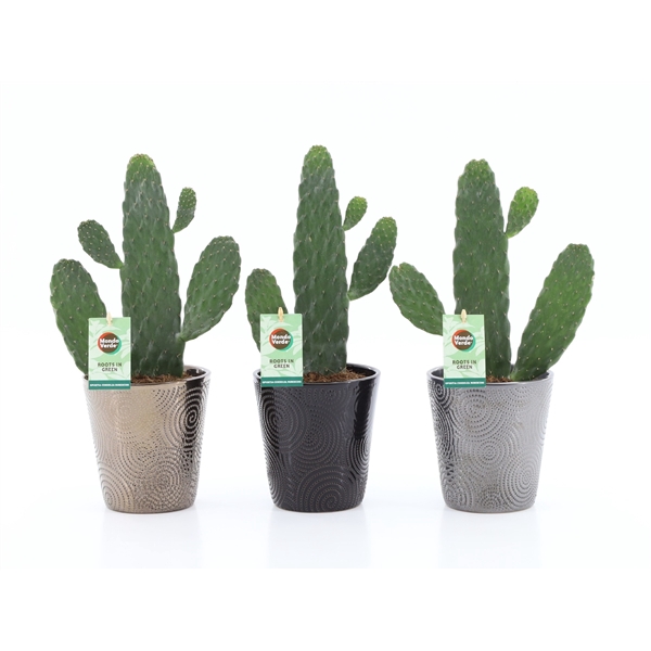 <h4>Opuntia rubescens Consolea in Infinity keramiek</h4>