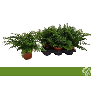 Asplenium Parvati 12Ø 30cm