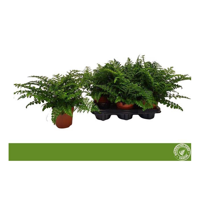 <h4>Asplenium Parvati 12Ø 30cm</h4>