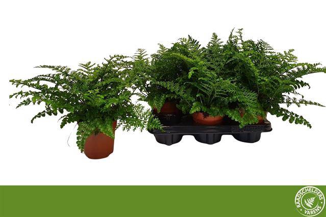 Asplenium Parvati 12Ø 30cm