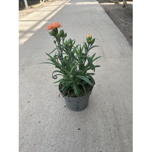 DIANTHUS CARYOPHYLLUS p11
