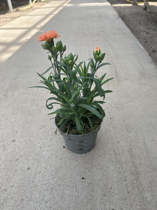 <h4>DIANTHUS CARYOPHYLLUS p11</h4>