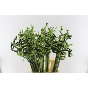 Drac S Lucky Bamboo 80cm