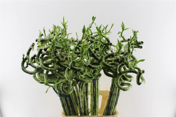 <h4>Drac S Lucky Bamboo 80cm</h4>