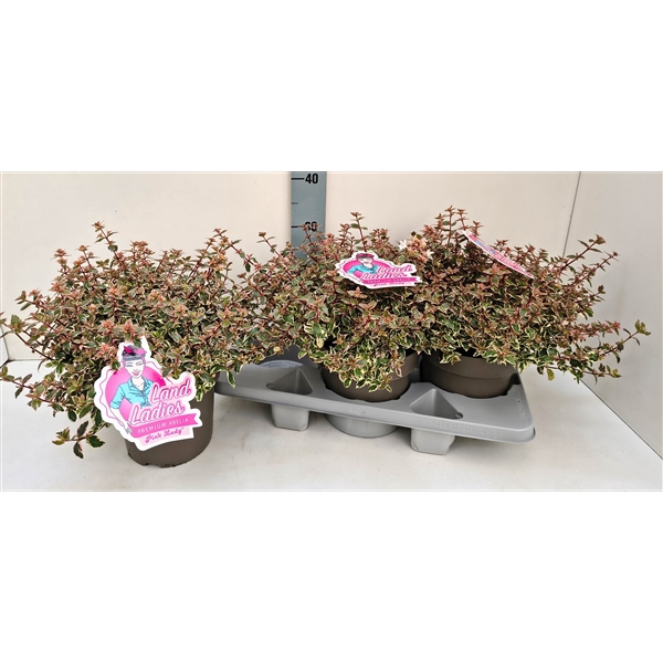 <h4>Abelia Pink Lady 19T</h4>