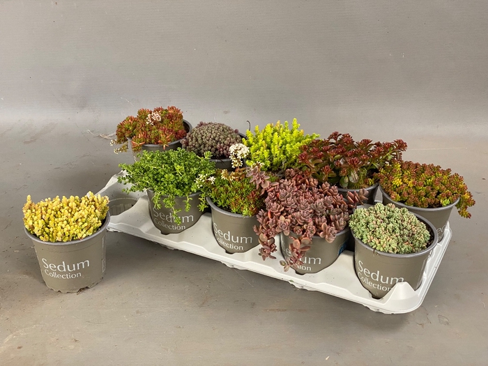 SEDUM GEM