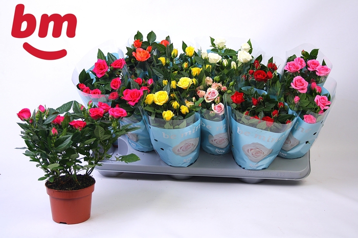 <h4>RO B MONDE GEM 7 SRT</h4>