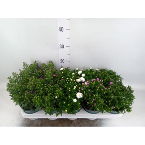 Aster n-b 'Starletta' ..mix