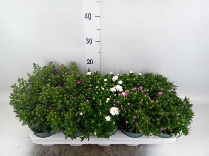 <h4>Aster n-b 'Starletta' ..mix</h4>