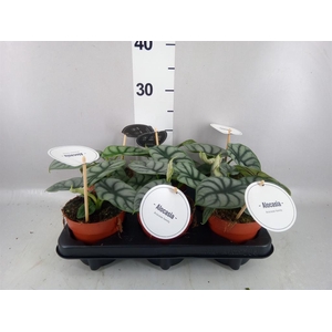 Alocasia   ...