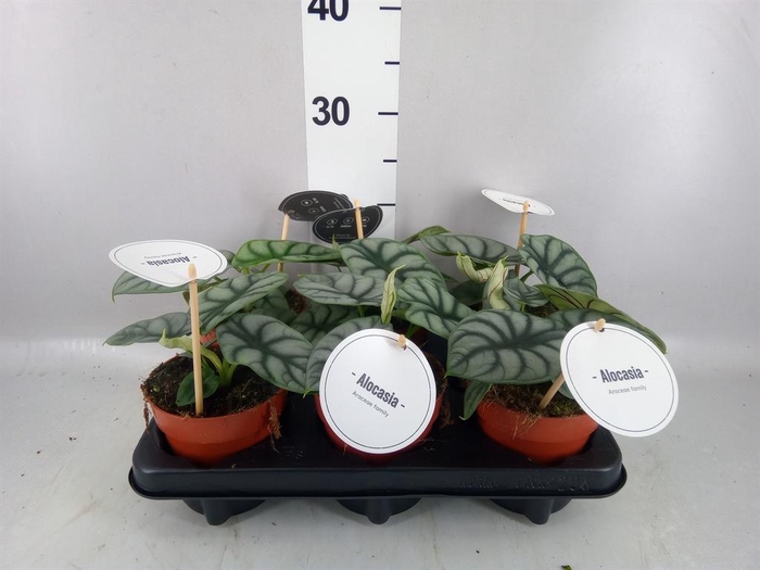 <h4>Alocasia ...</h4>