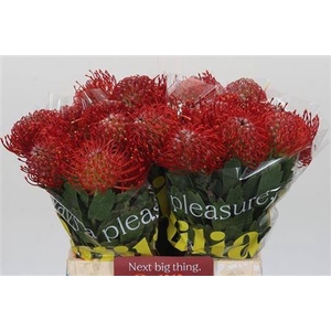 Leuco Co Ayoba Red