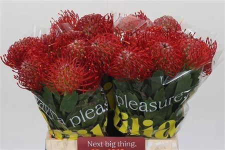 <h4>Leuco Co Ayoba Red</h4>