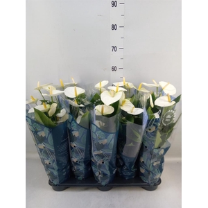 Anthurium  'Karma White'