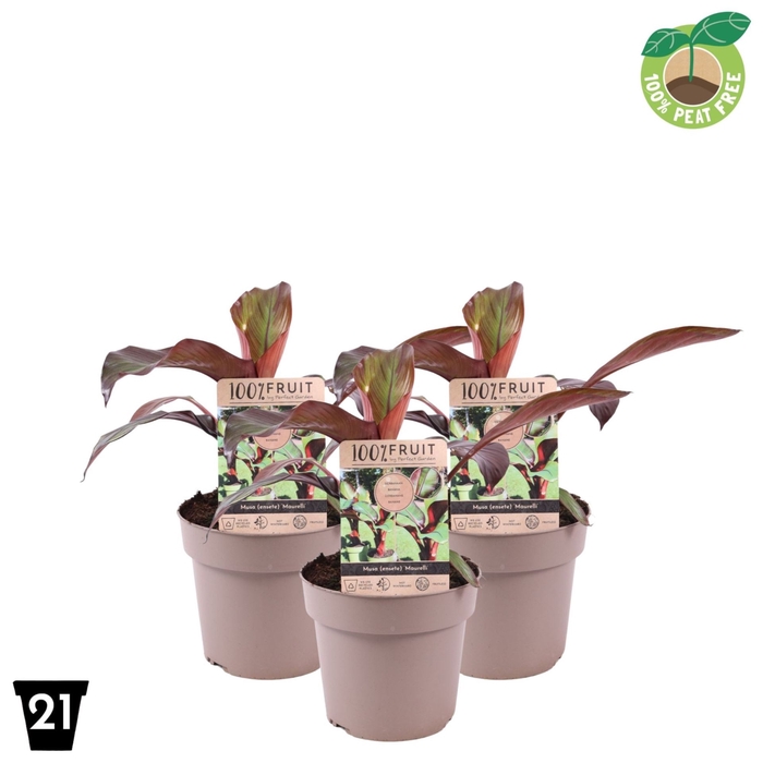 Musa