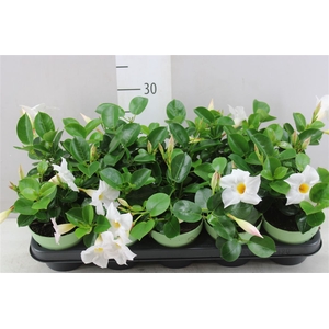 Mandevilla Sun White