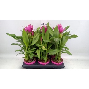 Curcuma alism. 'Siam Sublime'