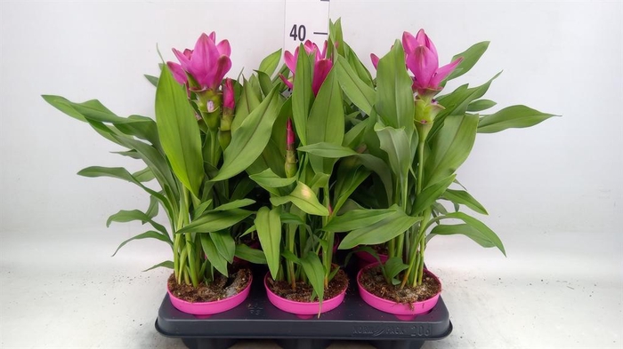 <h4>Curcuma alism. 'Siam Sublime'</h4>