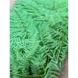 GESTABILISEERD VAREN MINT