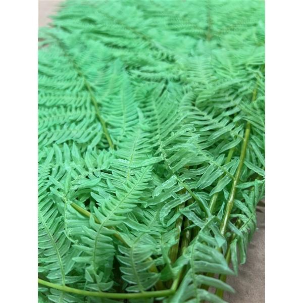 <h4>GESTABILISEERD VAREN MINT</h4>