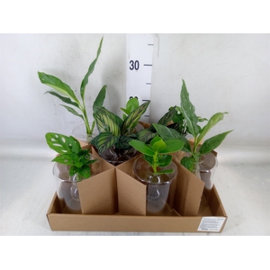 Planten  ..mix