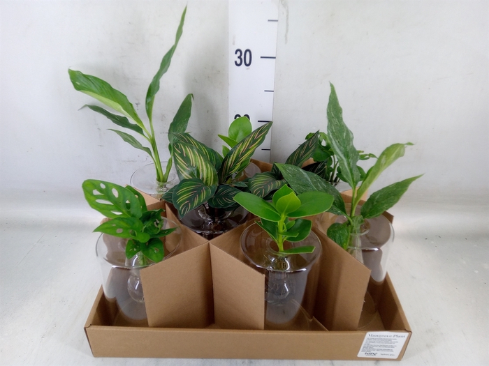 <h4>Planten  ..mix</h4>