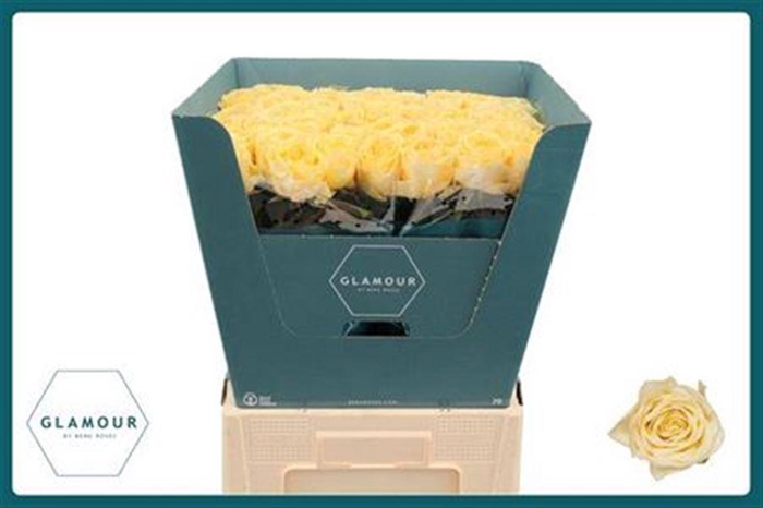 <h4>R Gr Buttercup</h4>