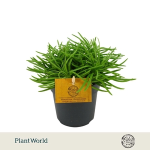 Senecio Himalaya P12