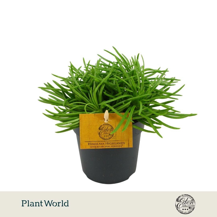<h4>Senecio Himalaya P12</h4>